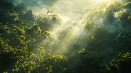 Fototapeta premium Misty Mountain Rainforest Sunrise Sunbeams, Lush Greenery, Fog