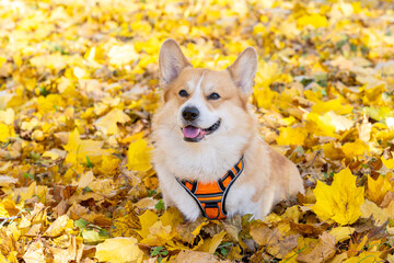 Pembroke corgi among autumn yellow leaves