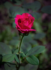 Fuchsia Rose Flower