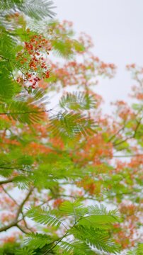 Delonix regia flowers and leaves vertical video vibrant elegance, perfect artistic phone wallpaper and mobile homescreen background. Calming mood of flamboyant tree delonix regia red blooms.