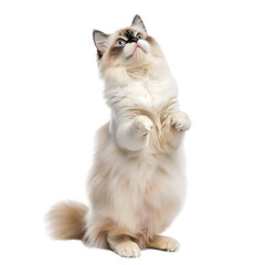 Obraz premium Full body shot of Ragdoll Cat standing isolated transparent background