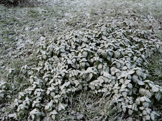 Pierwszy śnieg © Maciej Bonk
