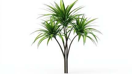 Vibrant green dracaena plant isolated on white background