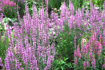 Obraz premium purple-pink willow-leaved turf (weeping grass) Lythrum salicaria