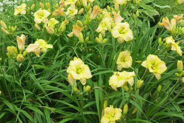 Lush yellow lilies bloom in the garden