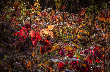 Autumn 