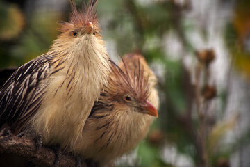 A pair of Guira cuckoos perched on a tree branch against a natural background. Selective focus.