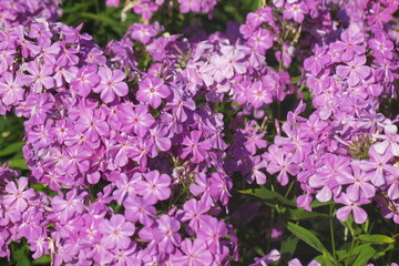 lush bush of purple paniculate phlox (Phlox paniculata)