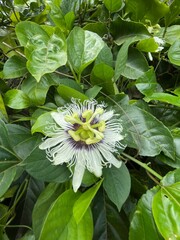 Passiflora edulis