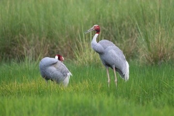 Sarus cranes standing in a lush green field, one preening its feathers