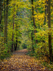 Waldweg im Herbst