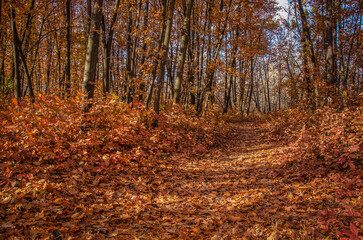 Fototapeta premium Red carpet in oak grove