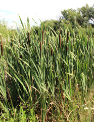 Broad-leaved rush (Typha latifolia) grows on the shore of the reservoir