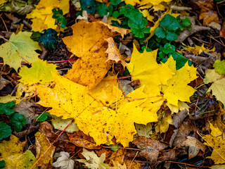 Buntes Herbstlaub im Regen