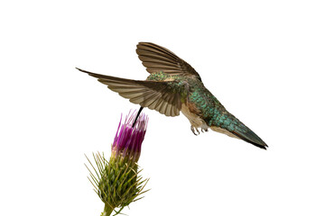 Broad-tailed Hummingbird (Selasphorus platycercus) Photo, feeding on a Arizona Thistle (Cirsium anrzonicum) Bloom, in Flight Over a Transparent Isolated PNG Background