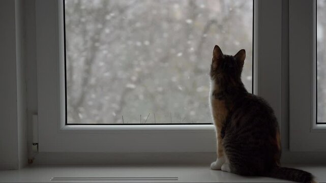 Cat watches snowflakes fall outside on a winter day from a cozy window sill in a quiet home setting