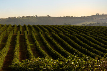 Lavoura de Café, Sul de Minas Gerais, Brasil