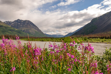 Obraz premium flowers on the river