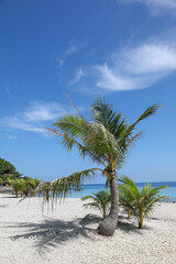 Fototapeta premium palm trees on the beach
