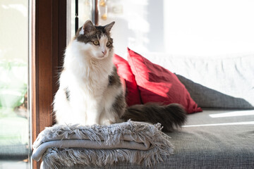 Fluffy domestic cat sitting on the sofa by the window
