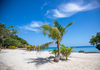 beach with palm trees in Siquijor, Philippines