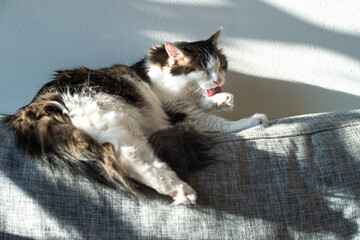 Fluffy domestic cat cleaning paws with his tongue