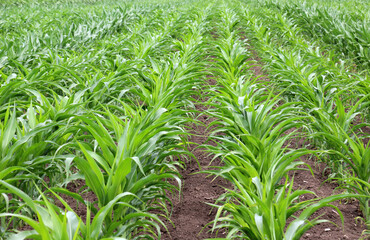 Obraz premium Young corn grows on the farmer's field.