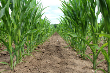Young corn grows on the farmer's field.