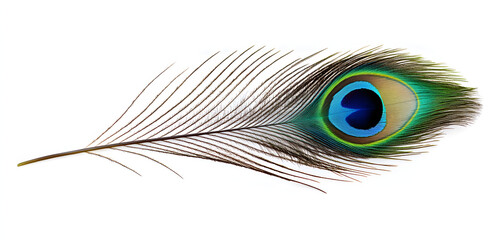 Obraz premium PNG A peacock feather animal bird white background.