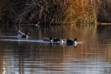 Rota do Sol e Lago Titicaca