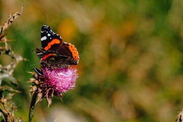 Close up of a butterfly foraging a purple flower near Stepanstminda in Kazbegi, Georgia