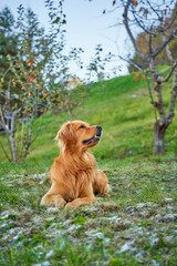 Colorful Portrait of a Golden Retriever Dog in Profile – Happy and Friendly Pet