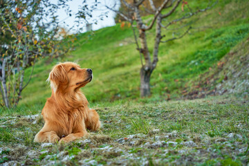 Colorful Portrait of a Golden Retriever Dog in Profile – Happy and Friendly Pet