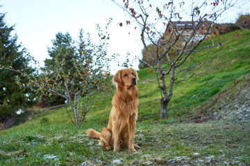 Colorful Portrait of a Golden Retriever Dog in Profile – Happy and Friendly Pet