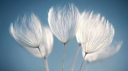 Delicate Dandelion Seed Heads - Close-up of dandelion seed heads, symbolizing fragility, hope, wishes, nature, and time.