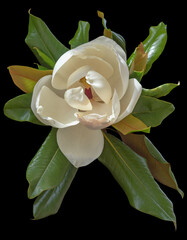 Beautiful white flower of southern magnolia tree,  Magnolia grandiflora. Isolated on black © Olga Iljinich