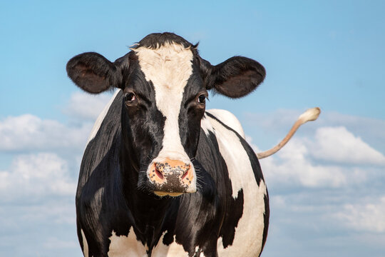 Dutch cow black and white, looking, in front of a blue sky