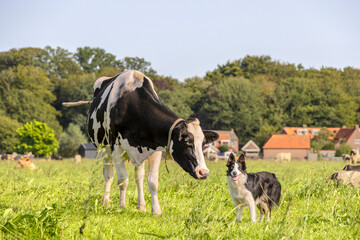 Cow and border collie, dog and dairy cattle in a field together, best friends forever