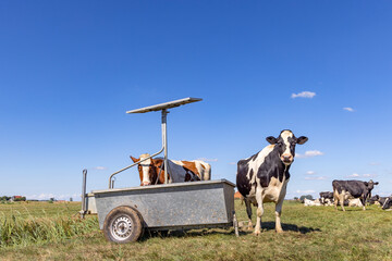 Cows drinking trough on solar energy in the pasture, in the polder in Holland and a wide blue sky