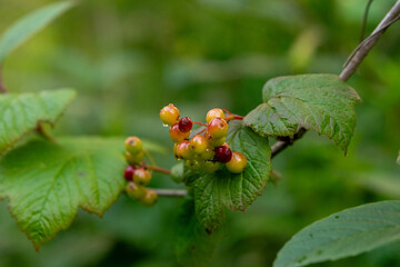 red currant bush