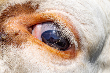 Cow eye close up, white lashes