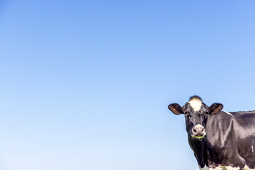 Cow copy space, at right corner, black and white, looking at camera, a blue sky