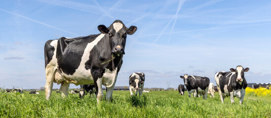Cows in a field, a blue sky and a horizon, tall grass and a green meadow, one cow in the front