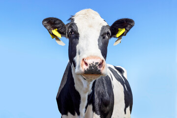 Milker cow head looking eye contact, cute cow black and white, anti fly livestock tags, blue sky