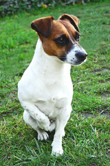Jack Russel Terrier with curies look