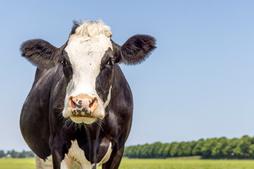Dairy cow, milker cattle black and white, head shot of Holstein livestock, pink nose, in front of  a blue sky