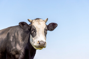 Cow head, horned black and white and a blue sky, breed of cattle: blaarkop, fleckvieh