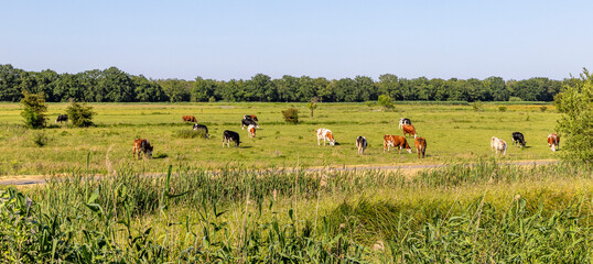 Group of cows grazing in the pasture, peaceful and sunny in Dutch landscape of flat land with a blue sky, wide view