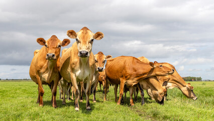 Authentic Jersey cows, brown bessie or butter cow, a herd in a green field, happy and joyful