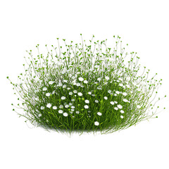 A low-growing bush of grass with small, white flowers